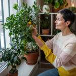 Narenciye Ağacı Hasatınızı Hızlandıran Popüler Mutfak Artıklarından Yapılan Gübre