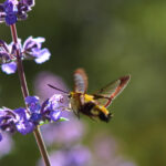Bu Bitkileri Kedi Nanesinin Yanında Yetiştirerek Daha Fazla Tozlaştırıcıyı Çekin