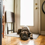 Köpeklerle Yaşamı Gerçekte Yönetebilecek Bir Paspas Nasıl Seçilir