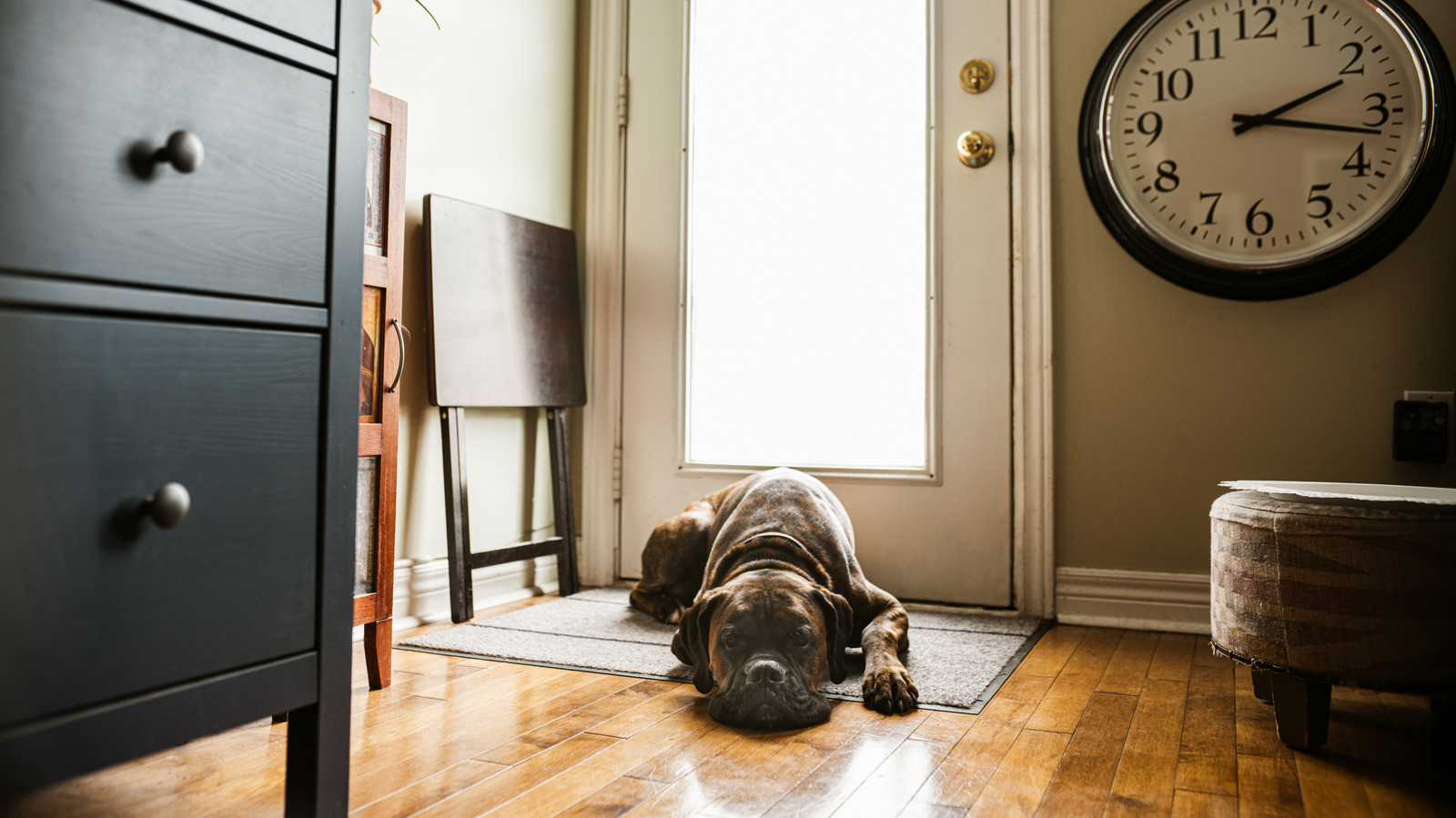 Köpeklerle Yaşamı Gerçekte Yönetebilecek Bir Paspas Nasıl Seçilir