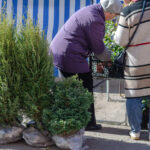 Bahçenize Gizlilik Katan Çarpıcı Rengiyle Güneşi Seven Yaprak Dökmeyen