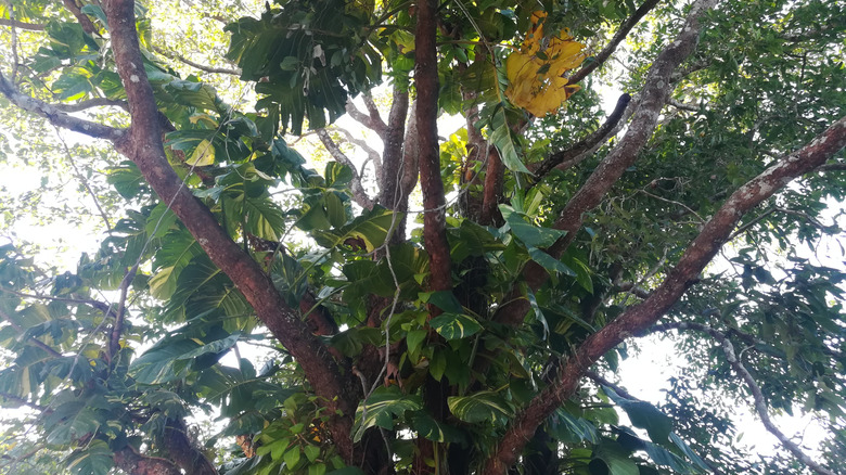 Pothos asma ağacını kaplayan