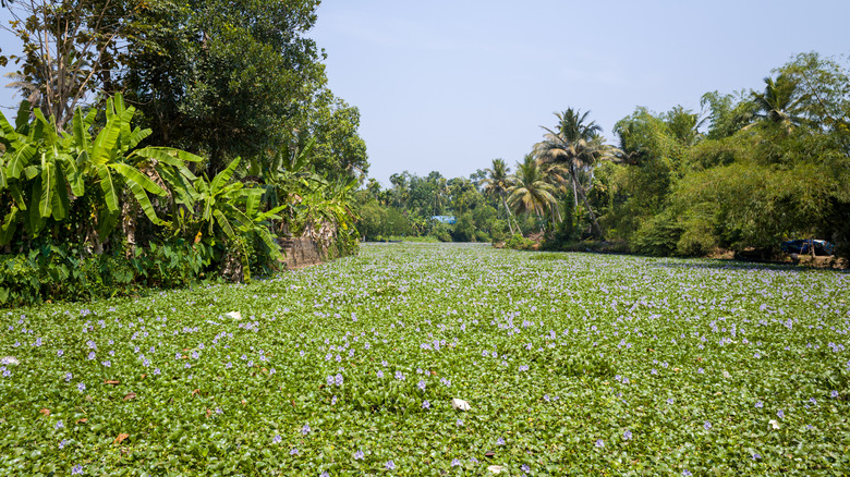 Bir kanalı kaplayan yoğun Eichhornia crassipes örtüsü