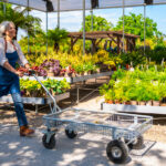 Florida Bahçe Merkezleri İstilacı Bitkiler Satıyor: İşte Kaçınılması Gerekenler