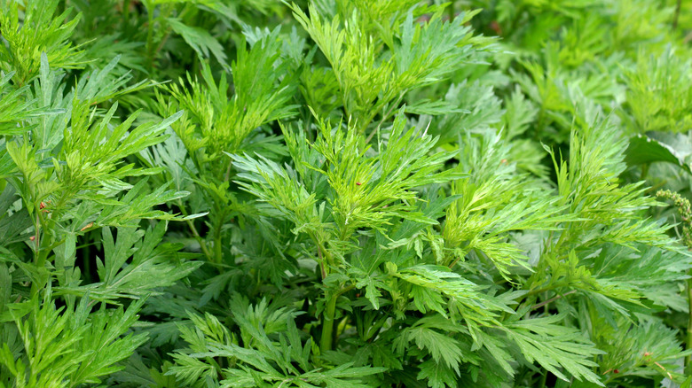 Doğada büyüyen pelin