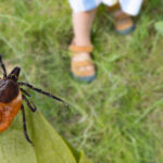Taze Kokan Bir Mutfak Bitkisi ile Kenelerin Bahçeyi İstila Etmesini Önleyin