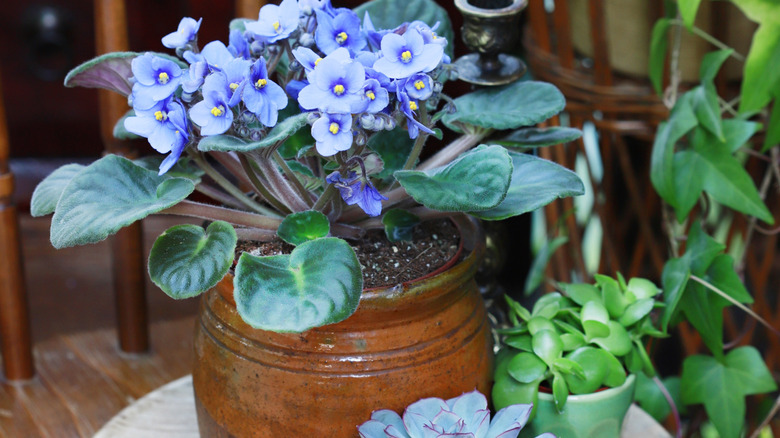 İçinde mavi Afrika menekşeleri olan, vintage görünümlü dekoratif bir saksı