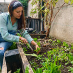Yükseltilmiş Bahçe Yataklarında Büyüyen 15 Az Bakım Gerektiren Çok Yıllık Bitki