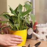 Barış Zambak Çiçek Açmıyor mu? İşte Profesyonellere Dönme Zamanının Geldiğine Bir İşaret