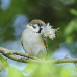 Yaban Hayatı Desteklemek İçin Hurda Teli Kendin Yap Kuş Yuvası Besleyicisine Dönüştürün