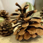 Sadece Çelikler ve Bir Çam Kozalağı Kullanılarak Çarpıcı Bir Bitki Yayılım Gösterimi Nasıl Oluşturulur