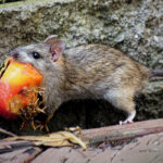 Farelerden nefret mi ediyorsunuz? Ne Yaparsanız Yapın Bu 12 Şehre Taşınmayın