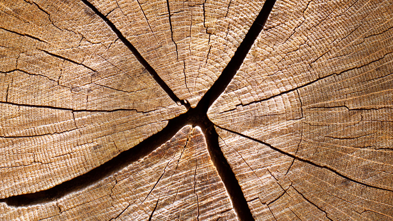 beyaz meşe kütüğünü kesti