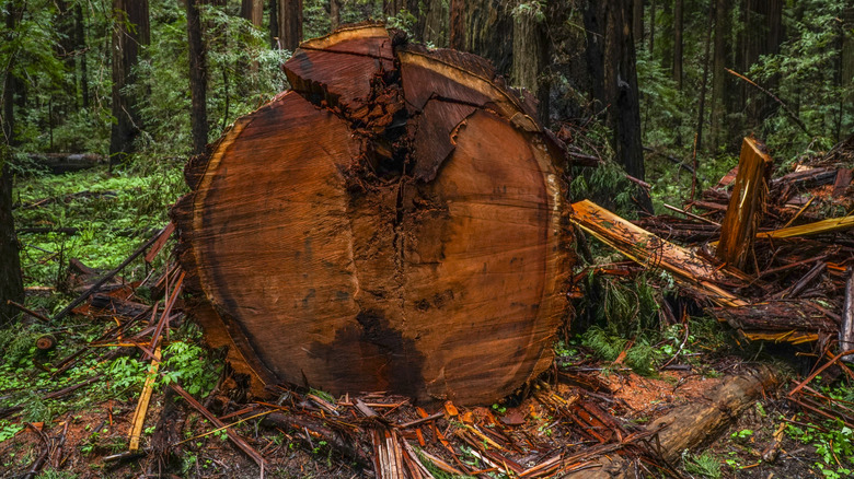 sahil sekoya kesilmiş ağaç