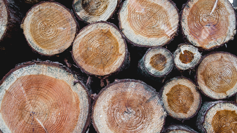 Karaçam kütükleri