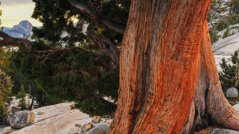 batı ardıç gövdesi