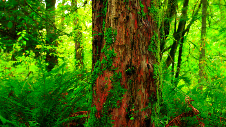 pasifik porsuk ağacı gövdesi