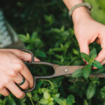 Bahçeye İstilacı Nane Ekmeyi Durdurun. İşte Daha İyi Bir Yol