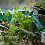 Yaz Bahçenizde Canlı, Mücevher Tonlu Çiçeklenmeler İçin Bu Tohumları Şubat Ayında İç Mekanda Başlatın