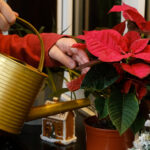 Dekor Olarak İkiye Katlanan Bu Kendiliğinden Sulanan Ekranla Atatürk Çiçeklerinin Gelişmesini Sağlayın