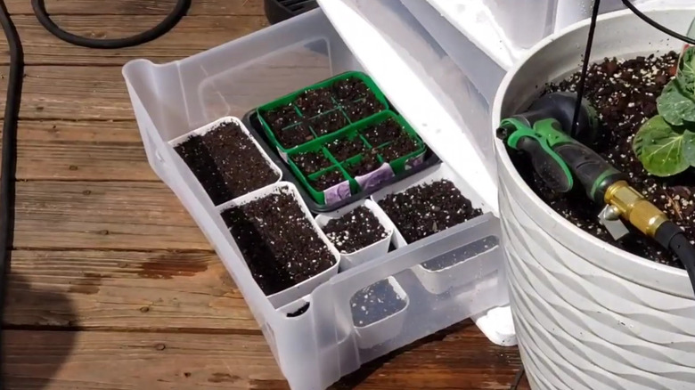 Plastik bir çekmecenin içindeki fideler.