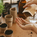 Güzel Bahçe Çiçeği Yeni Başlayanlar Tohumdan Büyümemeli