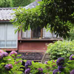 Mor Ortancaların Bahçenize Dikildiğinde Güzel Bir Gizli Anlamı Var