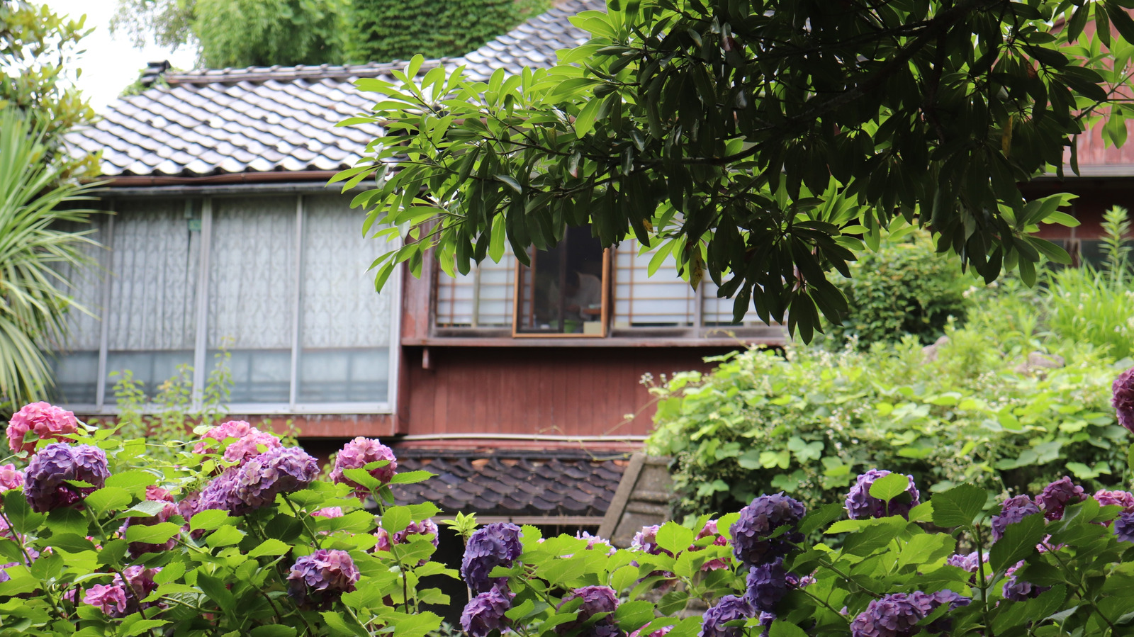 Mor Ortancaların Bahçenize Dikildiğinde Güzel Bir Gizli Anlamı Var