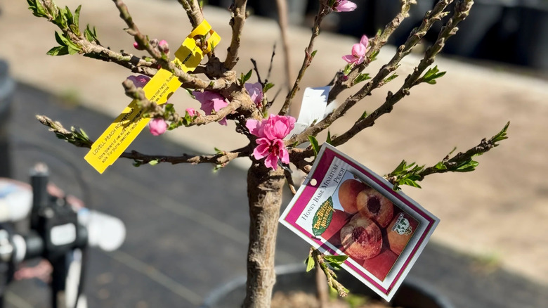 Bir Cüce Bal Babe Minyatür Şeftali