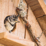 Bu Dikim İpucuyla Kuş Evinize Daha Fazla Kuş Çekin