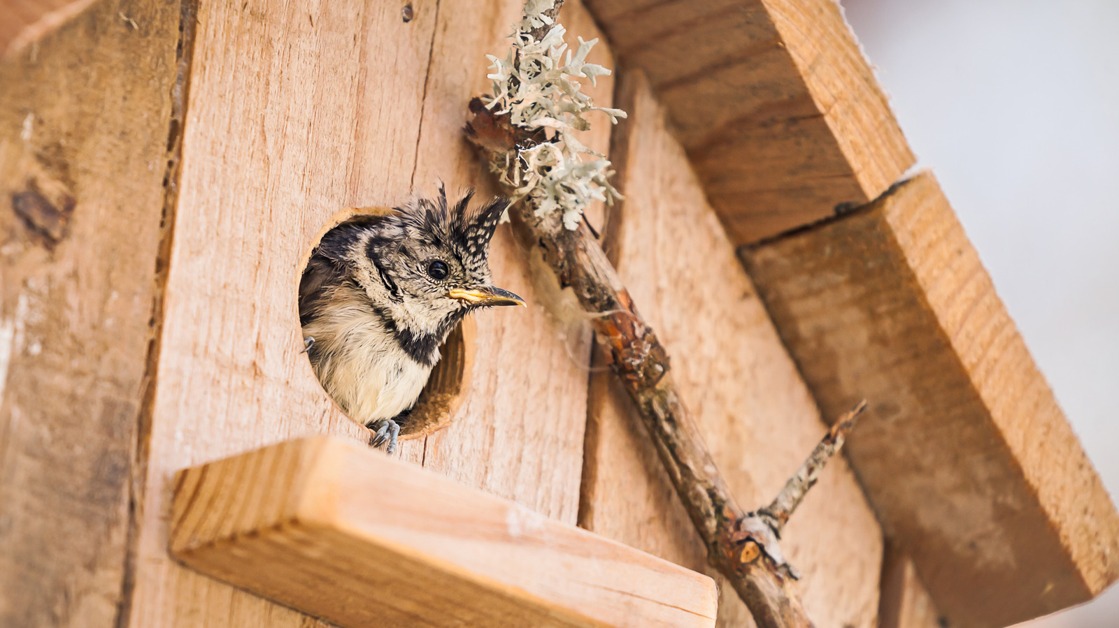 Bu Dikim İpucuyla Kuş Evinize Daha Fazla Kuş Çekin
