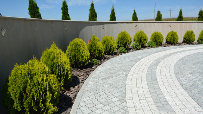 Sonunda bir çit oluşturacak olan mazı çalıları bir araba yolu boyunca uzanır.