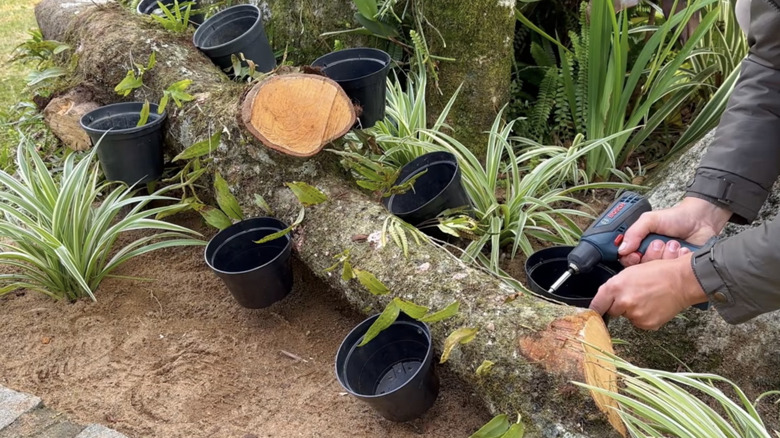 kütüğün içine tencere sokan adam