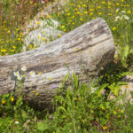 Eski Saksılar ve Kütük Kullanarak Çiçek Tarhlarınızı Süslemenin Harika Yolu