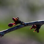 Japon Akçaağaç Ağacınızdaki Yeni Tomurcuklar Neden Şişiyor (ve Bunu Düzeltmenin Kolay Yolu)