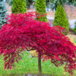 Japon Akçaağaç Ağacını Gübrelemenin En İyi Zamanı (ve Zamanlama Neden Bu Kadar Önemlidir)