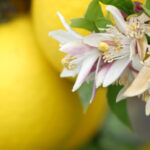 Saksıda Yetiştirebileceğiniz Çiçekli Mini Limon Çeşitleri