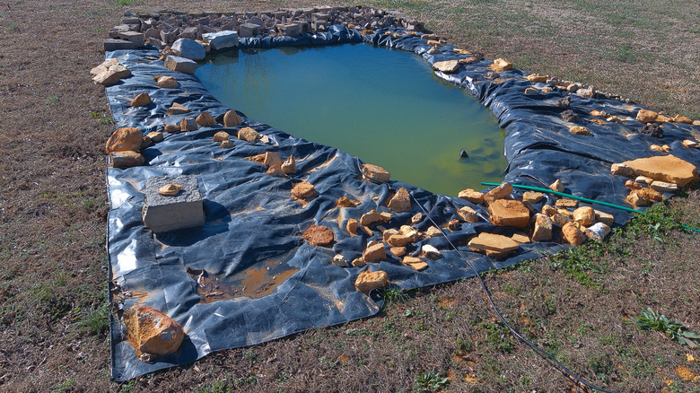 Bir göletin kenarlarında duran küçük kırmızı kuş