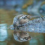 Basit Kuş Banyonuzu Kuş Havuzuyla Değiştirin. İşte nasıl