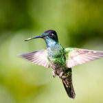 Tüm Yaz ve Sonbaharda Sinek Kuşlarını Çekmek İçin Bu Kırmızı Çiçeği Ekin