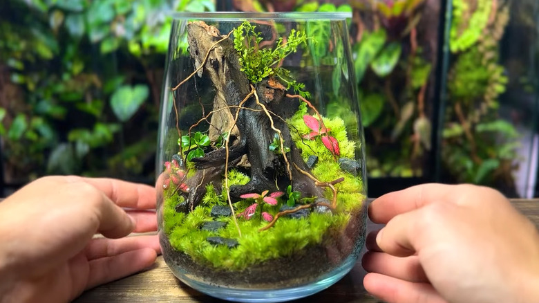 Çeşitli bitki ve süslemelerle dolu şeffaf cam vazodan yapılmış teraryuma dokunan kişi