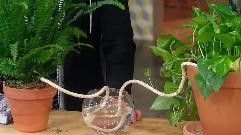 Bitkileri sulamak için her saksıya giden kalın ipli, iki saksı bitkisi arasında suyla dolu yuvarlak şeffaf vazo