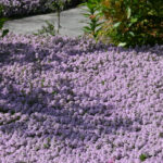 Çimlere Elveda Deyin: Tozlayıcıları da Çeken Güzel Kokulu Alternatif