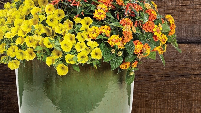 Supertunia Mini Vista Sarı petunya ve Tatlı Sepet Tangeglow lantana verandadaki yeşil seramik saksıda büyüyor.