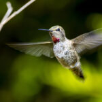 Bu Saksı Kombinasyonu Güzel Sinek Kuşlarını Çekecek