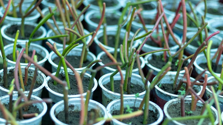 Euphorbia tirucalli yayılım saksıları