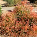 Gelişen, Benzersiz Kaktüslerle Dolu Bir Bahçe İçin Kalem Kaktüs Nasıl Çoğaltılır