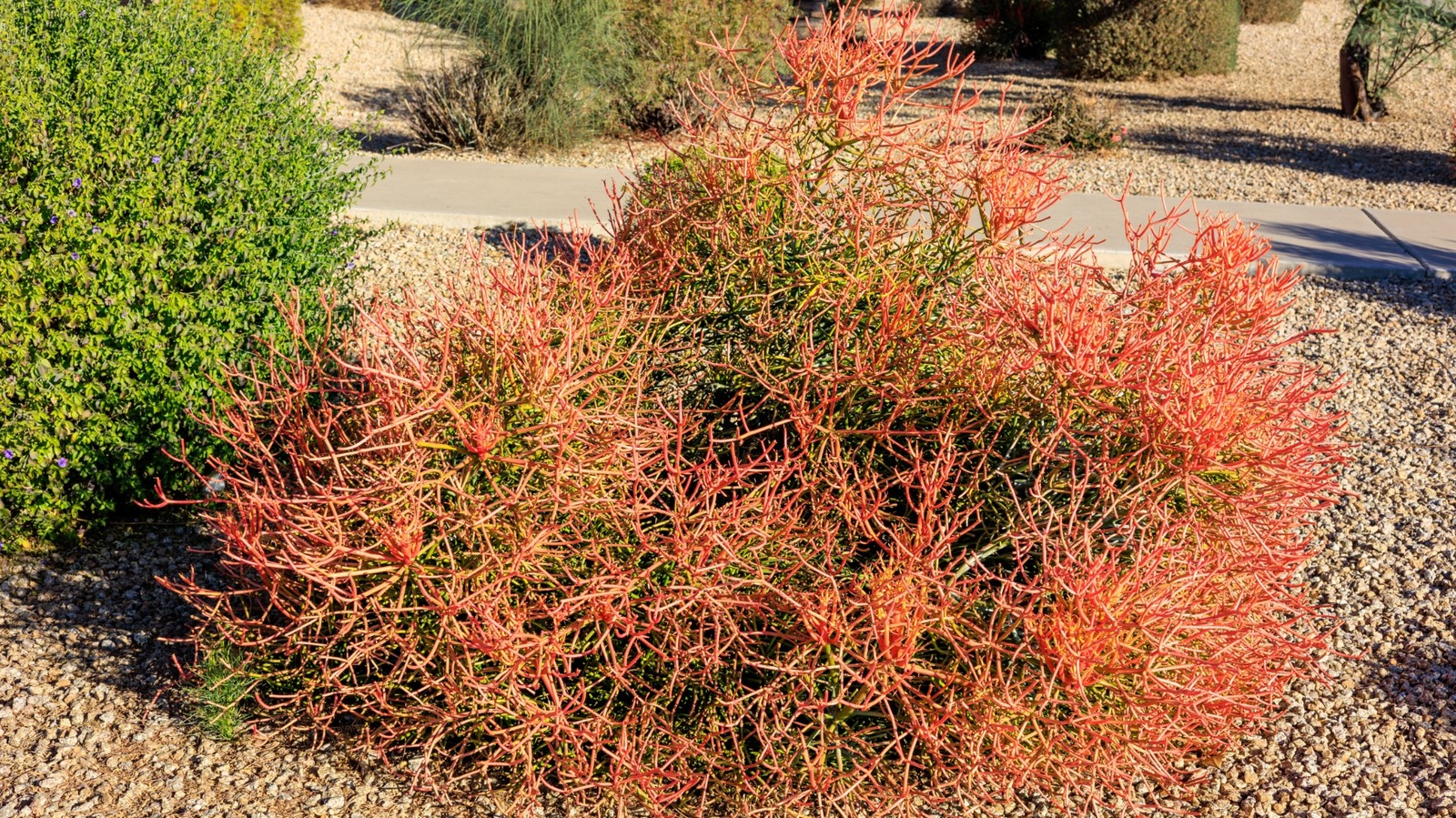 Gelişen, Benzersiz Kaktüslerle Dolu Bir Bahçe İçin Kalem Kaktüs Nasıl Çoğaltılır