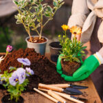 Parlak ve Neşeli Bahar Çiçekleri İçin Bu Çok Yıllık Bitkiyi Mart Ayında Ekin