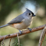 Yemliklerinizde Daha Az Kuş mu Farkettiniz? Bir Araştırma Rahatsız Edici Sebebi Ortaya Çıkarıyor